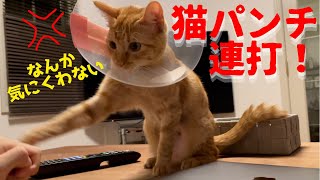 どうしても猫パンチされてしまう人【保護猫茶トラ】