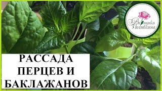 РАССАДА ПЕРЦА. ИНСТРУКЦИЯ ПО ВЫРАЩИВАНИЮ