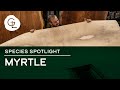 Myrtle Wood Veneer Sheets