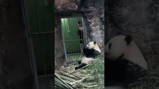 萌萌也太双标, ,对其奶爸跟徐姥爷是不一样的态度#panda #熊猫 #国宝熊猫 🐼