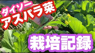 ダイソーのアスパラ菜(オータムポエム）の栽培記録　種まきから収穫まで