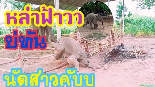 🐘🍼อย่างดื้อ เก็บกดมาแต่ใหน🧗