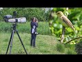 28 mei 2021 - Orpheusspotvogel - Park Huis te Kinderdijk