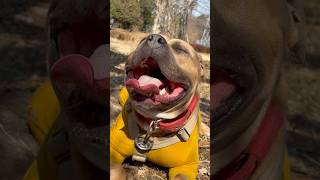 アメリカンピットブルテリアのPockyが連続ボール投げをしている時のパウンディング動画🎥 #pokemon#pitbull #doglife #dogs #bullybreed #animal