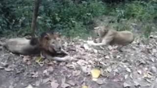 Lion Safari Park, Neyyar Dam, Trivandrum, Kerala, India