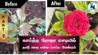 How to care dry leaves in rose plant / Part 7 / #rosegarden #roseplant #rose