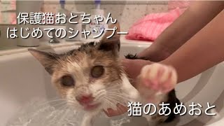 保護猫おとちゃんはじめてのシャンプー