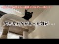 【先住猫と新入り子猫3兄妹③】距離の詰め方が独特な新入り子猫