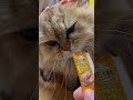 おやつに必死でブラッシングされてること気づかない猫🐈 チンチラゴールデン ねこ ペルシャ ぐるの日常 cat 猫 もふもふ