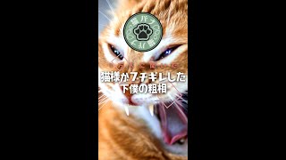 【１万人に聞いた】猫様がブチギレした下僕の粗相#shorts  #猫おもしろ #猫のいる生活 #猫好き #猫