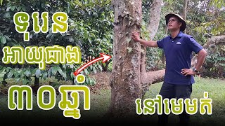 នាំអារម្មណ៍បងប្អូនមកទស្សនាចំការទុរេនដែលមានវ័យចំណាស់ជាងគេនៅមេមត់...