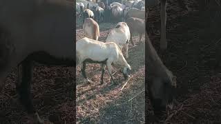 Palledoddi shiva🐑 #shortsfeed #trendingshorts #biggboss #telugu #shortsvideo #song #cow #love #folk