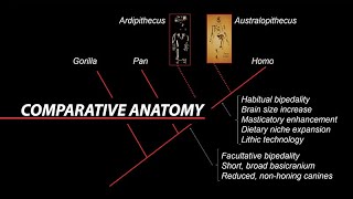 William Kimbel: Paleoanthropology and Comparative Anatomy