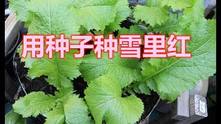 秋天最值得种的菜——雪里红，从种子开始种雪里红