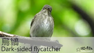 烏鶲 Dark-sided flycatcher (20221016) 4K