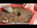 这种黄色小番茄你吃过没有？教你在家盆栽种植，操作简单一学就会