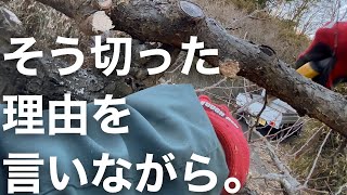 【すももの剪定 pt.1】１本の木まるごと始めから終わりまで、どう切っていったのか？を実況しながら。