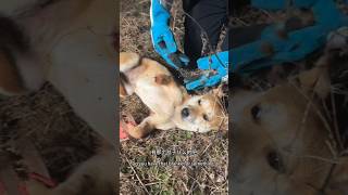 Rescuing an Injured Wild Dog from the Forest #dog #dogrescue #animalrescue