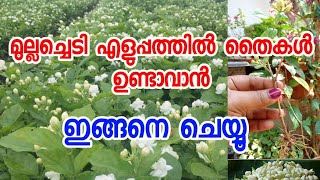 മുല്ലച്ചെടിയിൽ എളുപ്പത്തിൽ തൈകൾ ആക്കാൻ // jasmine plant