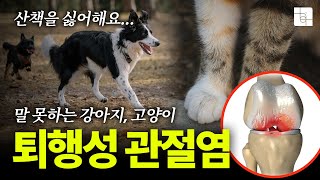 강아지, 고양이 퇴행성 관절염 알아보기, 노령견·노령묘 건강관리