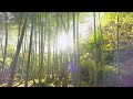 秋の京都 常寂光寺 もみじの絶景｜ autumn in kyoto jojakko ji temple kyoto japan 4k