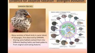 EVOLUTION - 5- EVIDENCE OF EVOLUTION- DARWIN FINCHES - VARIETIES OF MARSUPIALS IN AUSTRALIA | +2 HSS