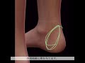 「解剖学」後脛骨筋腱の触診 anatomy palpation of the tibialis posterior tendon