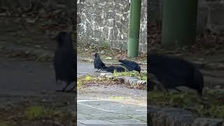 Beautiful Black Colour Birds