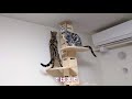 突っ張りキャットタワーで遊ぶ子猫たち（前編）【アメリカンショートヘア】cat tree tower for kitten