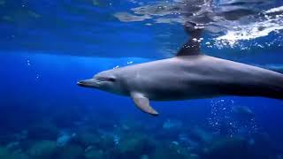 Самое красивое видео...Дельфины...The most beautiful video ... dolphins ...