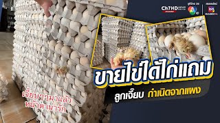 แปลกแต่จริง ขายไข่ได้ไก่ ลูกไก่สู้ชีวิต ฟักออกจากไข่ร้องเจี๊ยบ ๆ ให้คนช่วยเหลือ | ข่าวออนไลน์ 7HD