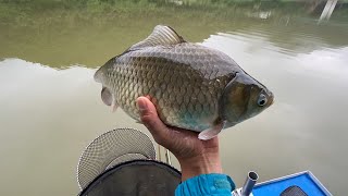 Huge Dam Crucian!