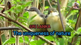 The Uniqueness of nature -ස්වභාව ධර්මයේ අපුර්වත්වය #kulasiriyapa