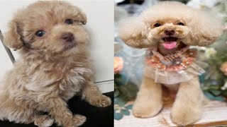 First meeting of a touching puppy | Growth process | Vlog | Toy Poodle |