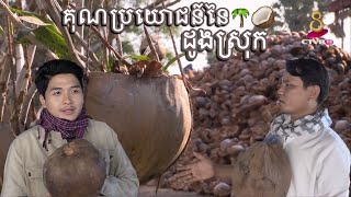 មិនធម្មតា! ដូងទុំមួយផ្លែអាចកែច្នៃជារបស់ប្រើប្រាស់បានច្រើនយ៉ាង