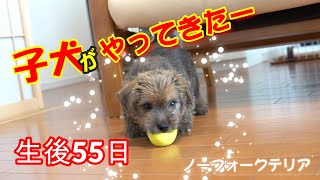 子犬がやってきたー　55日目　ノーフォークテリア