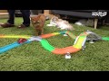 What Happens When Build A Race Track Toy For Kitties (ENG SUB)