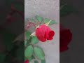 rose 🌹flower #red colour rose #gardening ##short #plants #ashiyana  khayalon ka