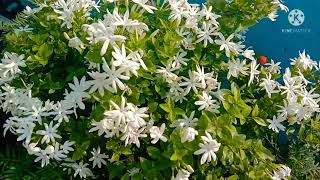 Star Jasmine/Winter Jasmine/kund flower plant care।। कुंदा फूल की सम्पूर्ण जानकारी।।