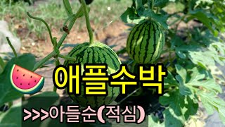 🍉 애플수박 아들순 적심(6/18) #애플수박