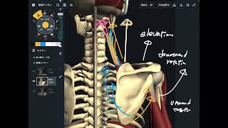 肩甲挙筋の解剖学を解説してみた(英語：日本語字幕)