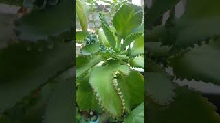 Mother of Thousands Kalanchoe and its baby leaves #kalanchoe #plants #garden #nature