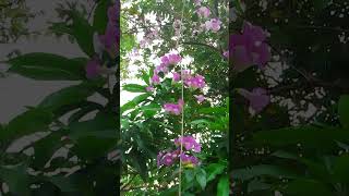 garlic vines flowers