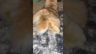 Bunny Butt 🐰