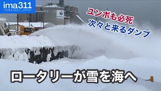 Excavators, Snowblowers, and dump trucks are very active! Snow dump in Otaru, Hokkaido