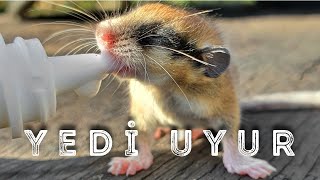 4 DAYS WITH THE ENDLESS YEDİUYUR! | TREE YEDIUYURU/GLIS GLIS