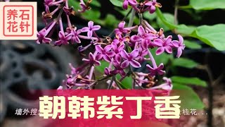 朝韩丁香 - Korean Lilac - 香花庭院小灌木 - 看看修剪不同，开花不同