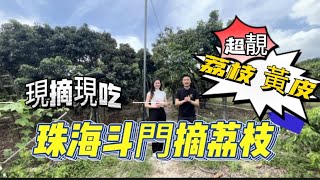 吃喝玩樂【斗門摘荔枝】超大嘅果園｜jason帶隊摘荔枝｜現摘現吃｜靚女同事新上鏡