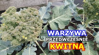 Warzywa Przedwcześnie Kwitną - Dlaczego? Brokuł, Marchew, Seler, Szpinak, Sałata, Por, Kalarepa