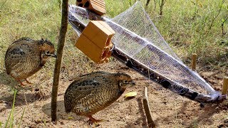 Awesome Quick Bird Trap Using Circle Net - How To Make Circle Net Bird Trap Work 100%